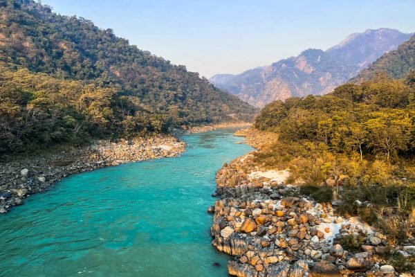 green river between green trees during daytime
