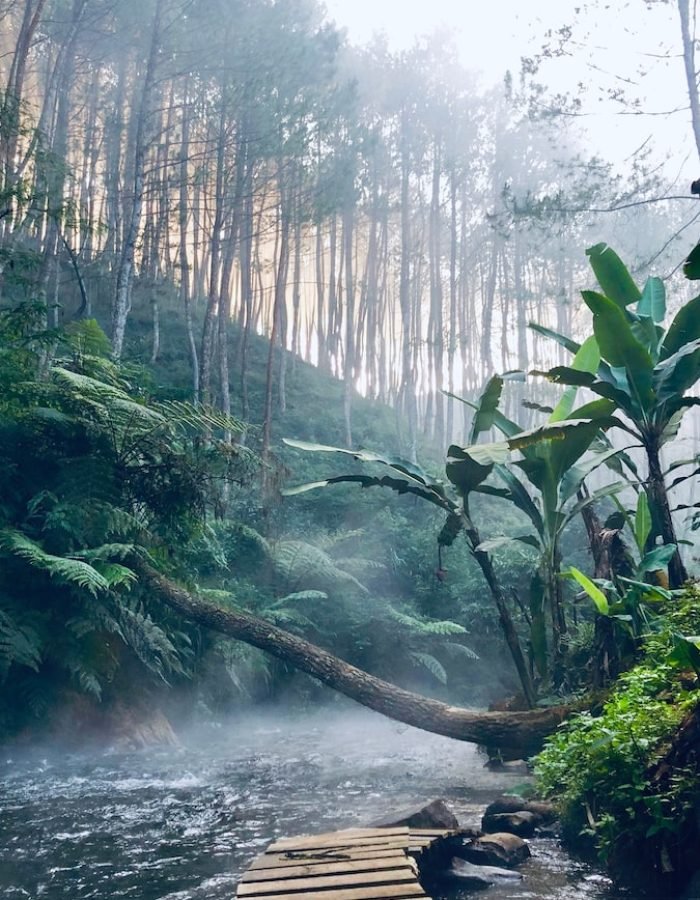 green and brown forest
